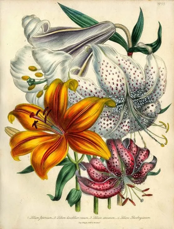 Picture